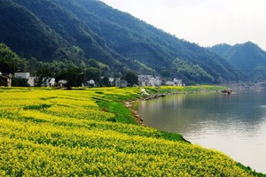 新安江山水||人在画中游，水在镜中淌，闲游水墨画新安江十里油菜花