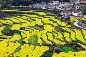 胥岭花色3.21||游玩浙江“小婺源” 徒步千年古官道，建德胥岭看油菜梯田