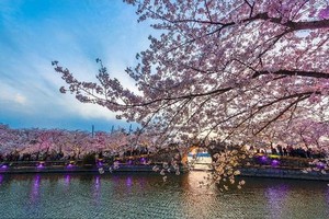 【3.28 | 鼋头渚樱花】 （休闲行摄）粉色花海，如梦如幻！揽太湖春色！