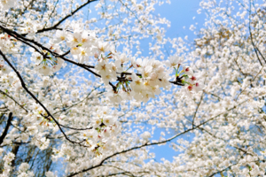 清潭坑猪娘岭 | 3.28 浙江规模最大的染井吉野樱花，99%浙江人不知道的樱花谷