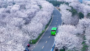 【3.29| 嵊州猪娘岭】浪漫唯美春天，一半樱花一半茶园，美拍万亩樱花猪娘岭，逛吃逛喝崇仁古镇嵊州小吃