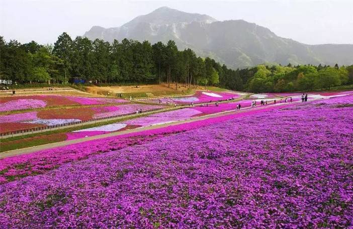 【芝樱花海】4.14带你去浪漫的芝樱花花海,去大龙湾景区漫步