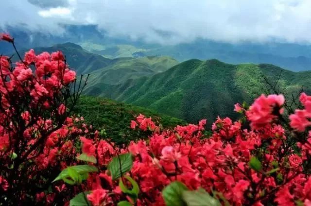 每年4--5月初,鸬鸟山顶满山的野杜鹃,映山红就都开放了,美不胜收!
