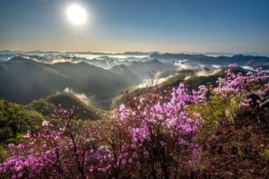 【4.25 | 九仰坪】（春季赏花）特价89元，看漫山映山红遍，惊艳九仰坪，杭州最美森林古道！