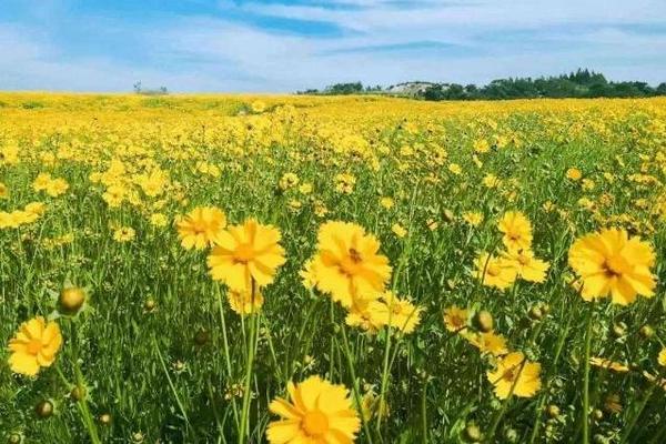 300亩雏菊花海欢乐沙河1日游