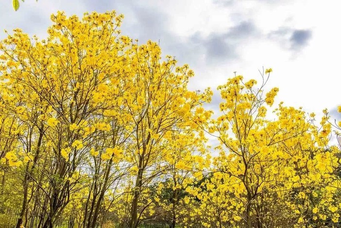 (7)3月10日醉美立体花海+中山故居一日游-户外活动图-驼铃网