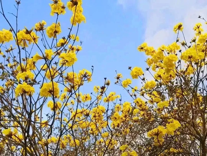 (12)3月10日醉美立体花海+中山故居一日游-户外活动图-驼铃网