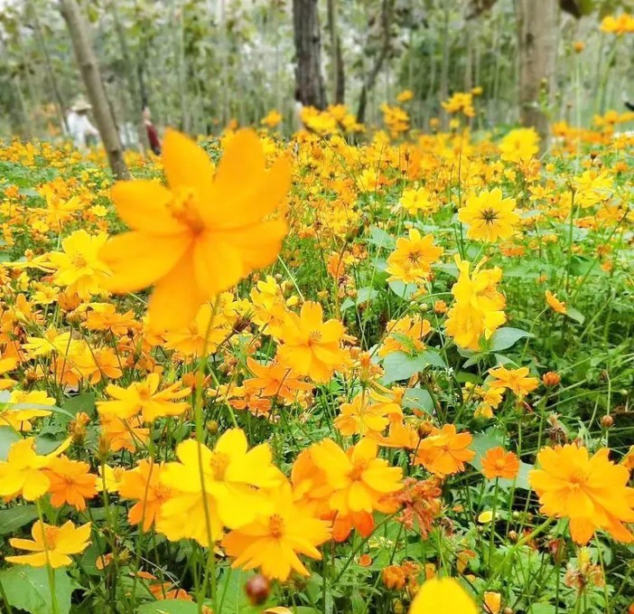 (19)3月10日醉美立体花海+中山故居一日游-户外活动图-驼铃网