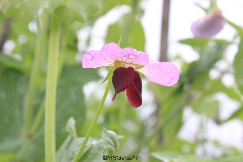 永泰溪洋村青梅花游赏记