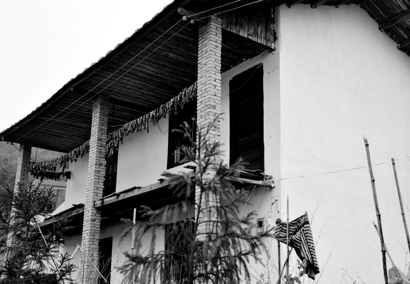 永泰溪洋村青梅花游赏记