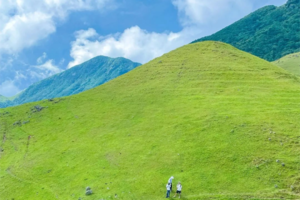 特惠298【徒步鸡笼顶 1天1夜】打卡粤西最美大草原，赏千亩高山杜鹃花