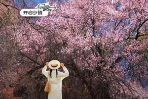 【玩聚川藏桃花节】此生必驾318 2-5人小团11日