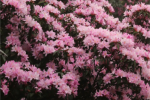 特惠128元【八排山】广东醉美原生态大草原，赏青青高山草原，看山顶满山杜鹃花