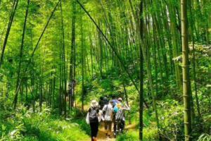 春日踏青计划【千泷沟穿越1天】徒步穿越千泷沟大瀑布，行摄万亩竹海