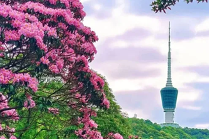春日踏青计划【深圳梧桐山】登深圳梧桐山 打卡鹏城第一峰 观赏烂漫杜鹃花