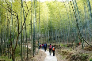 特价59元起周六/周日出发从化星溪线竹海徒步  纵意山野 品尝竹筒饭 最初级户外体验一天