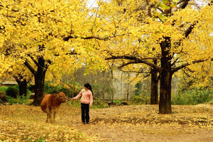 周五晚高铁出发广西灵川海洋乡小平乐赏银杏 寻找秋天的童话 漫步大圩古镇两天两夜