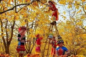 特价269元含住宿【恭城柿子节】每周三、六出发：千年黄姚古镇+恭城红岩村柿子红，每期只限50个名额！