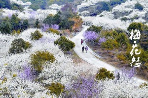 特价79元梁化赏梅花 国内最大规模梅园 花开正盛 怪坡体验 徒步户外猎奇一天