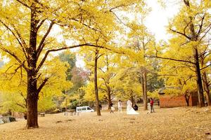 特价469元广州大巴出发【恭城柿子+海洋乡银杏】大小桐木湾赏银杏，红岩村探秘万亩柿林，行摄黄姚古镇，2天2夜