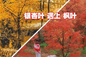 特价299【金秋桐子坳+十万株枫叶】行摄中国银杏第一村，漫步湘江大峡谷十万株枫叶林，入住零陵古城，感受千年古城魅力两天