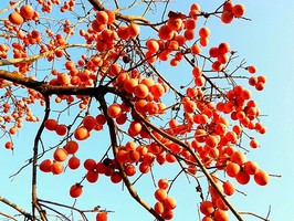 【特价69元起】邂逅从化千亩“柿”外桃源，红红火火满枝头，罗洞工匠小镇+艾米千亩稻田，美味农家菜~