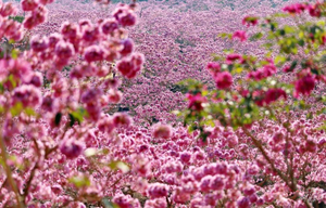 特价69！周三/周四/周六/周日出发【冬影江门】花花世界！醉美千亩紫花风铃花海，行摄圭峰山百亩红枫，漫步石涧碧湖红水杉