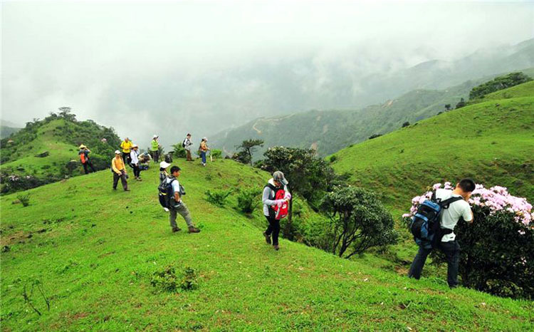 罗定八排山赏醉美大草原 登山踏青 云端草原 赏高山杜鹃花(1日行程)