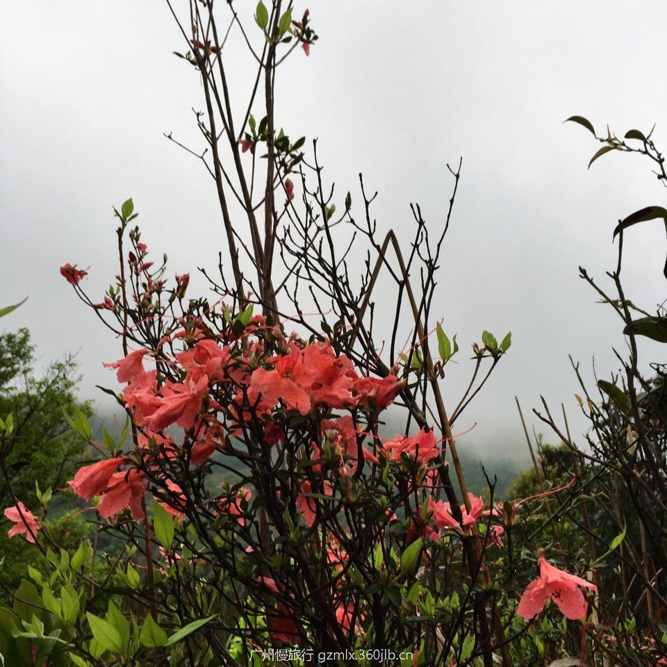 6af8a3e720217ecc22e579958c26fdd6_org