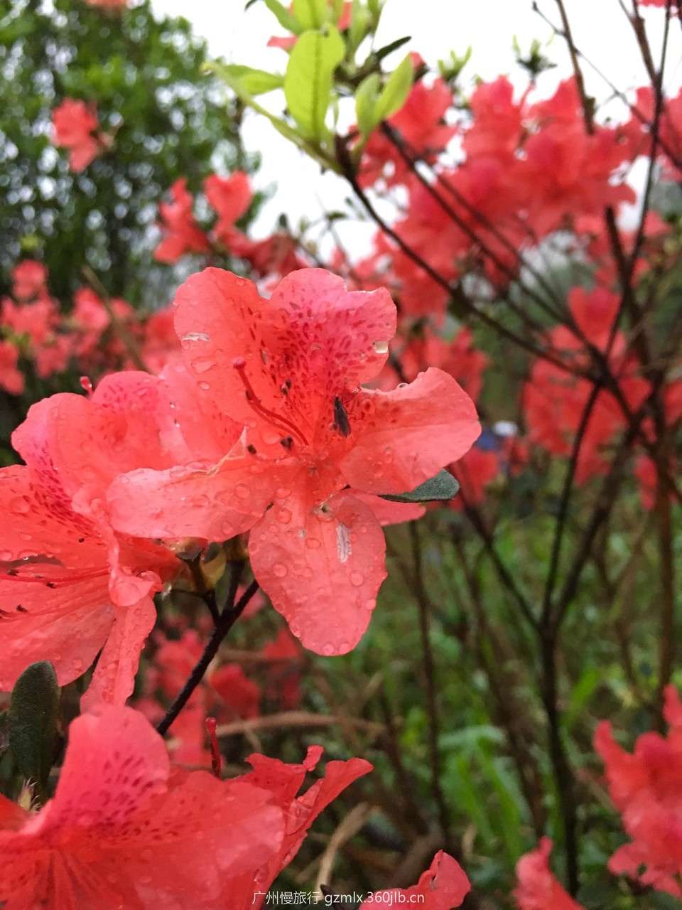 93b6130d37867af76ef0e9a1b057d9ce_org