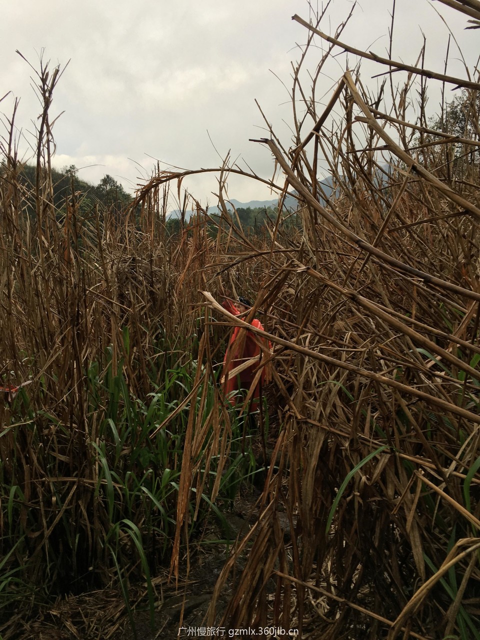 3321c775901ab0374cb40d43c82f8528_org