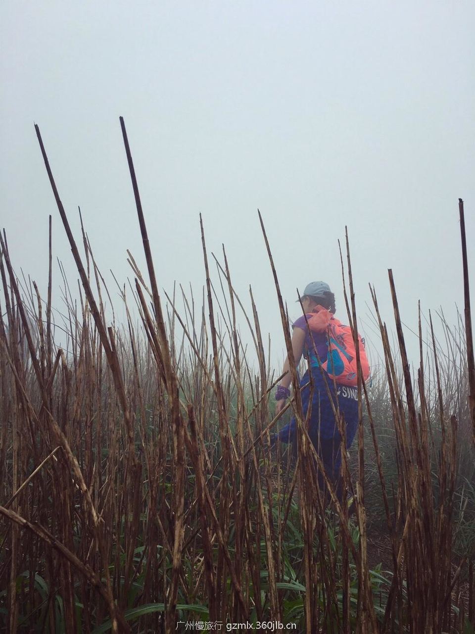 d2a7c3dd0bec3a3bd036f7b835ff51e8_org