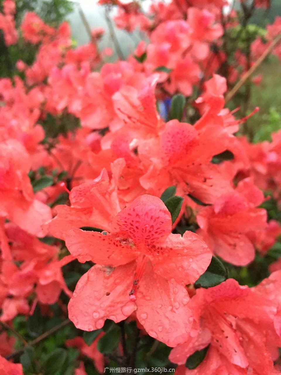 f836f9a166fa00433fd79d3ae47b4db6_org