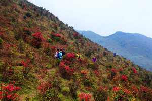 【天露山】4.11/周六｜五邑第一峰1250米穿越、赏万亩高山野杜鹃花