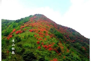 【通天蜡烛】4.11/周六｜登从化第六峰、赏满山杜鹃花红似火