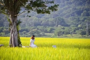 【从化秋色】周六/日｜邂逅从化千亩“柿”外桃源、罗洞工匠小镇+艾米千亩稻田