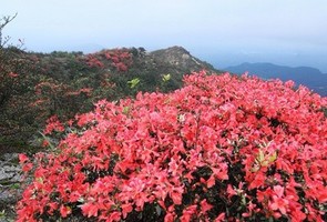 【望军山】4.12/周日｜打卡杜鹃花圣地清远望军山、邂逅春天的那一抹浪漫的红色