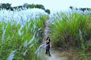 【芦苇花海】周三/四丨广东版的绝美“蓝眼泪”、北江千亩芦苇花盛开、石角小新疆、美味农家菜