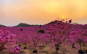 成团.【紫花风铃木】12.24/周三丨江门千亩紫花风铃盛开、千亩葵树林、网红彩虹村