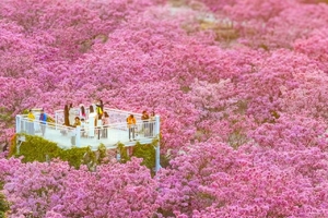 成团.【冬影江门】12.21/周日丨江门千亩紫花风铃盛开、行摄圭峰山百亩红枫、漫步石涧碧湖红水杉