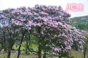 成团.【八排山】3.21/周六｜广东醉美原生态大草原、赏青青高山草原