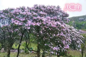成团.【八排山】3.22/周日｜广东醉美原生态大草原、赏青青高山草原