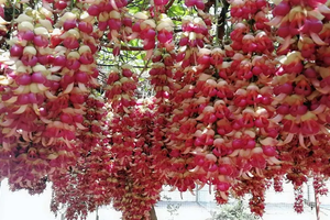 成团.【北江游船】3.22/周日丨美拍清远五彩缤纷禾雀花、广东小三峡—飞来峡古栈道、尝北江美味农家菜