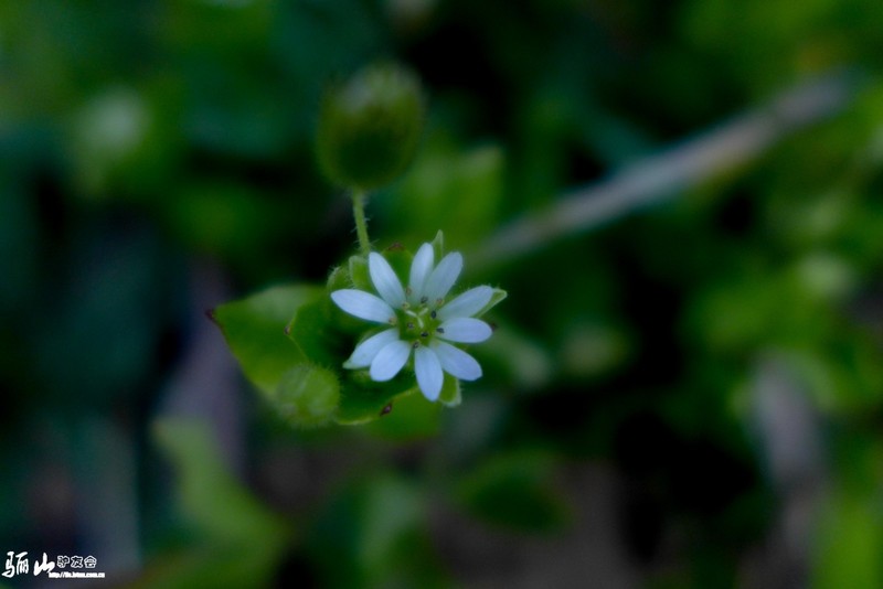 L1170705.jpg