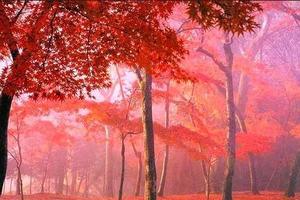 【骊山驴友会】10月21-25日最美红叶—米亚罗、毕棚沟、卡龙沟、三星堆5天