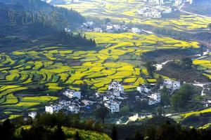 3月8-16日婺源簧岭+黄山+屯溪老街+宏村+千岛湖+杭州西湖+乌镇+无锡鼋头渚+水上油菜花+水上森林 九日游