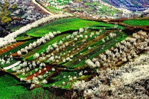 【骊山驴友会】3月8日（周日）相约西乡樱桃花海一日游88元