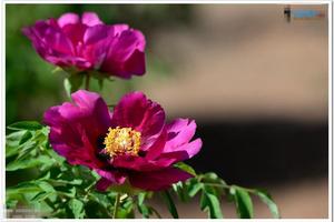 感悟大唐文化 美丽绽放西北【骊山驴友会】 4.24周日乾县大唐牡丹园+乾陵一日休闲