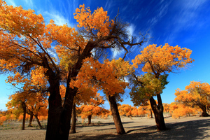【骊山驴友会】10.1/10.9《弦彩胡杨林+张掖丹霞》七日行（两期）