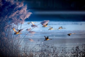 【烽火探游】12月13日（周六）行摄天鹅湖 探秘地坑院 1日游 